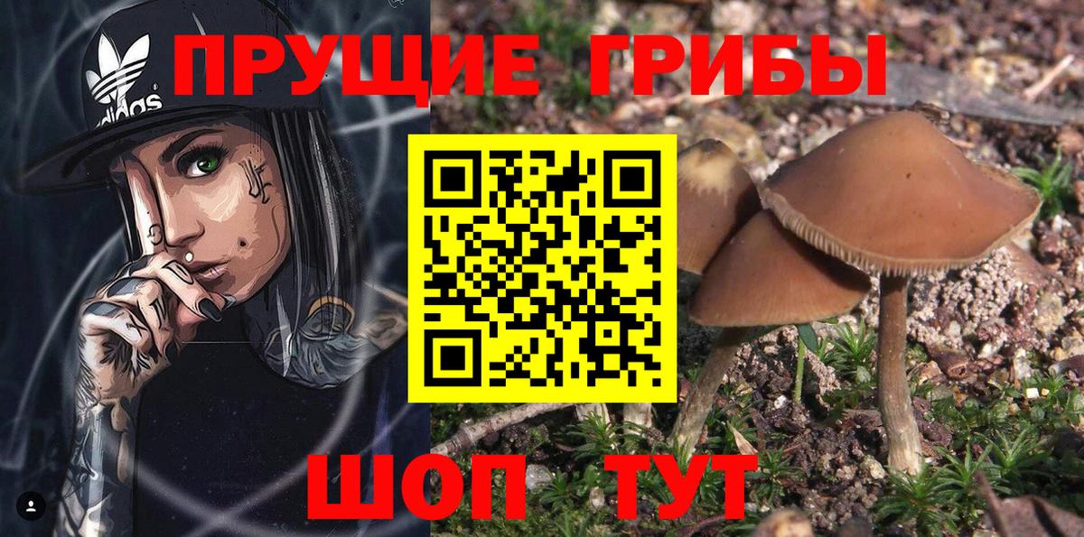 Галлюциногенные грибы Cubensis Алексин
